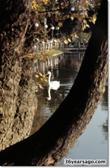 Autumn lake