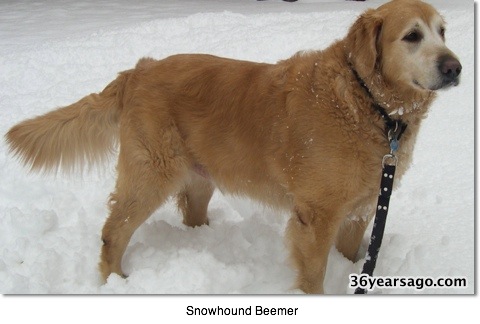 Beemer the snowhound