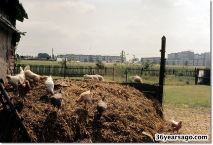 Chickens what did I have for dinner