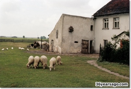 Grazing sheep in the backyard