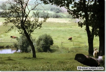 Land behind my mothers house 03