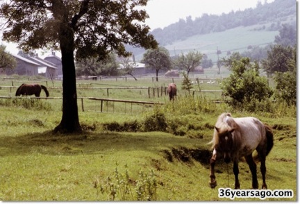 Land behind my mothers house 05