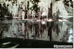 Park pond and flamengos