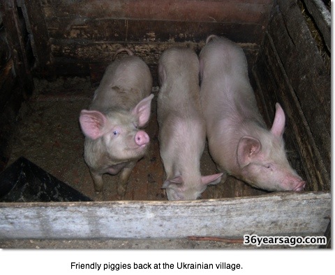Ukrainian Piggies